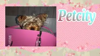 Покупки для Фанни, в Зооцентре Petcity