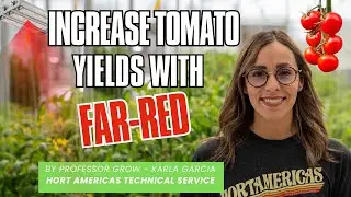 How Does Far-Red Light Affect Tomato Yield?