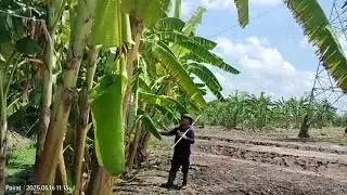 ปลูกกล้วยแปลงใหม่ EP.14  Kluai Namwa Mali-ong.&nbsp;MUSACEAE. กล้วยน้ำว้ามะลิอ่อง