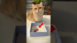 Hero Cat Saves Tiny Baby Bird! 😱🐦😍.