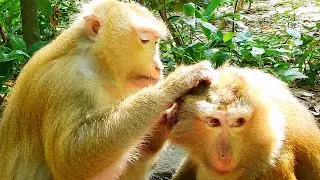 Million to Billion sweet Rose monkey and Bonita come to relaxing and grooming for each other by love