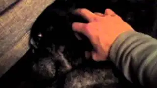 happy staffordshire bull terrier