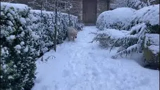 happy golden retriever puppy running around in snow for first time