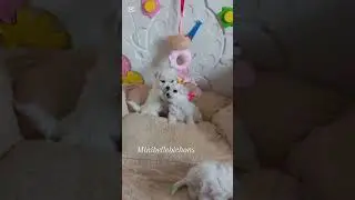 Two cute bichon puppies #bichon #cutebichon #bichonfrise #NatutesProtectionRomania