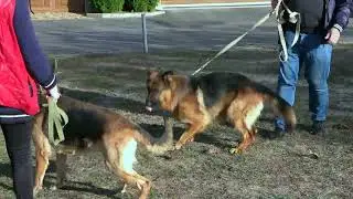 Luxurious groom Ares and his bride Nicole. Beautiful couple of German Shepherds. Odessa. Ukraine.