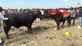 😱 गोटिया vs आँधी buffalo fight 🐃 Hale ki Takkar tournament video new 2025😈#buffalofight #tournament