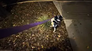 Sunset walk November 24th 2025