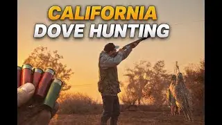 Southern California Dove Hunting