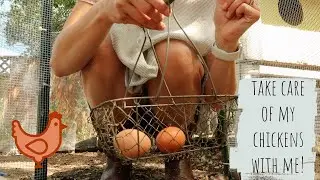 CARE FOR MY CHICKENS WITH ME!! // gathering eggs, training my chickens & chicken cam! // Sage Holman