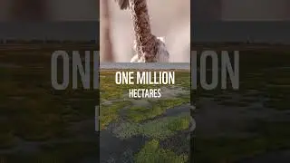 Bring back nature. Bring back our future.