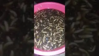 Absolutely horrific find on my back porch!
