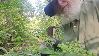 Gathering Wood Nettle Seeds 9/6/24