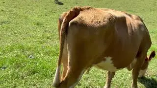 Free milk cow 