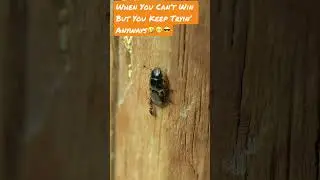Tiny Ant Keeps Trying To Bite/Attack Four-Spotted Sap Beetle But Just Can&rsquo;t Sink In👀🧐😎