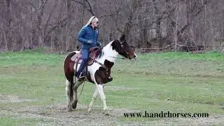 REAL FANCY, REAL BROKE, REAL NICE BAY AND WHITE TOBIANO PAINT MARE, RIDES AND DRIVES