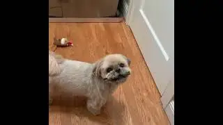 Best Dogs Video Ever Shih Tzu Dogs Video When she was at home