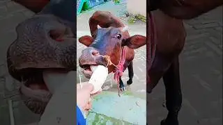 cow 🐄videos #shorts  #shortsfeed #shortsvideo #viralshorts #ytshorts #trendingshorts @MrBeast