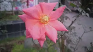 A Beautiful Day With Sony IMX-906 (F-1.95) | Smartphone Camera Sample | Smartphone Camera Sensor