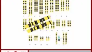 Beta Globin Genetics pt1