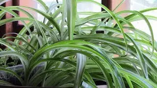 Hydrogen peroxide and plants. The controversial issue?