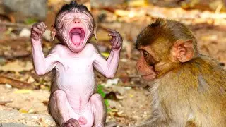 Infant Insight: Decoding Play Styles of Growing Baby Monkeys in the Wild