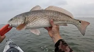 Summer Redfish Limits