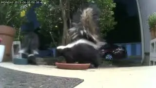 Skunk Family Drinking Water  😇