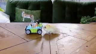 Chased by a Hamster