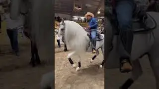 EL MIKIMA en el millonario #CaballosBailadores