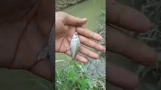 mancing diparit alam #shortsvideo #mancingmaniamantap #mancing #strikemancingmania #ikan #fishing