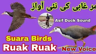 Suara birds ruak ruak new voice || Waterhen morgabi ki awaz || moorhen birds hunting sound