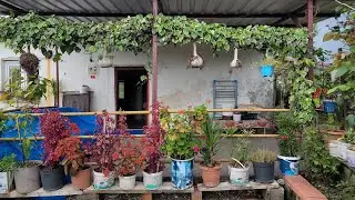 YILLAR SONRA GİTTİM HERŞEY AYNI🥲🌹 Komşumun balkon çiçekleri