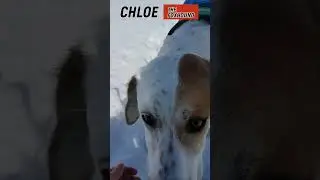 Chloe The Foxhound - Winter Dog Park - Party Over Here! #shorts