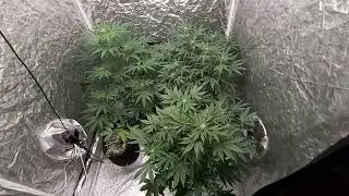 og kush strawberry banana chemdawg and girl scout cookies week 7 update