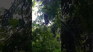 Jay shree ram 🚩🚩🚩# 🐒🐒🐒#monkey#lover#youtube#viralshort#video#trending#youtube