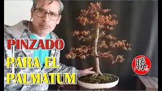 PINZADO DE BROTES TIERNOS!!! ACER PALMATUM!!!
