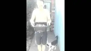 Cat joins in on ice bucket challenge