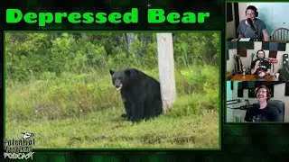 depressed bear