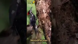 WoodPecker | How powerful is a woodpecker? | What is the speed of a woodpecker? #shorts #viral #reel