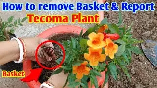 How to remove Basket & report Tecoma Plant /Yellow Bell / Ticoma Plant Repotting & Care /Potting Mix