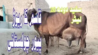  Cholistani Jersey Friesian Sahiwal cross Cow (03024029695)22 January 2026