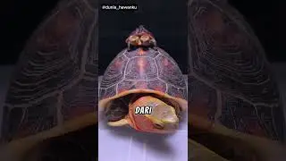 Uniknya kura-kura kembar #duniahewan #turtle