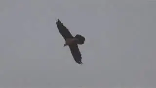 Pyrenees Birding Trip - May 19