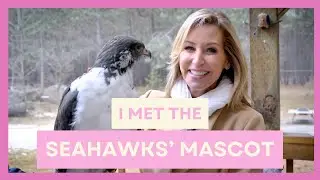 A Bird's-Eye View of the Seahawks' Mascot