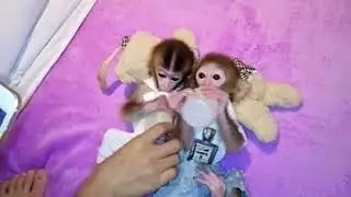 Munkey boy can you see this