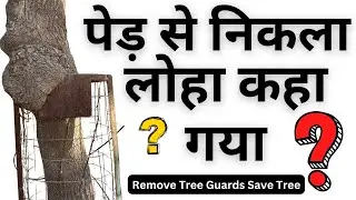 The Hidden Dangers of Tree Guards in Indian Landscaping |Remove Tree Guards And SAVE Your Tree