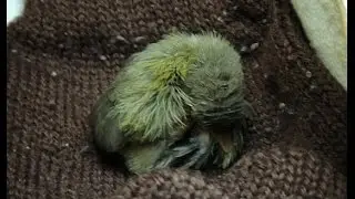 Baby tailorbird sleeping 1