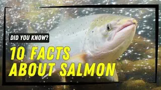 10 Incredible Facts About Salmon You Didn&rsquo;t Know! 🐟
