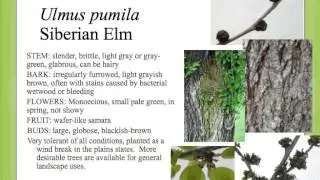 Ulmus pumila