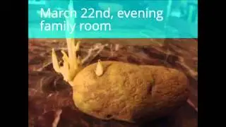 Potato Etiolation and De-etiolation